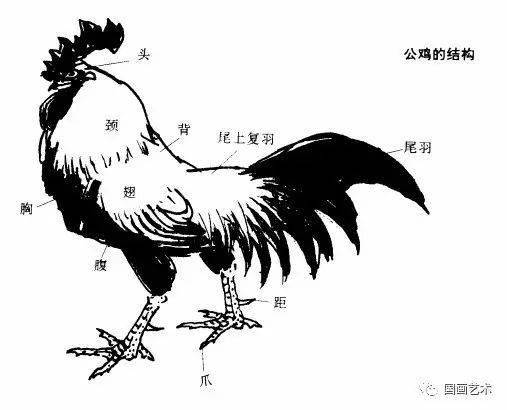公鸡体型较大,头顶的肉冠和一对肉垂也较大,尾上复羽较修长,尾羽修长