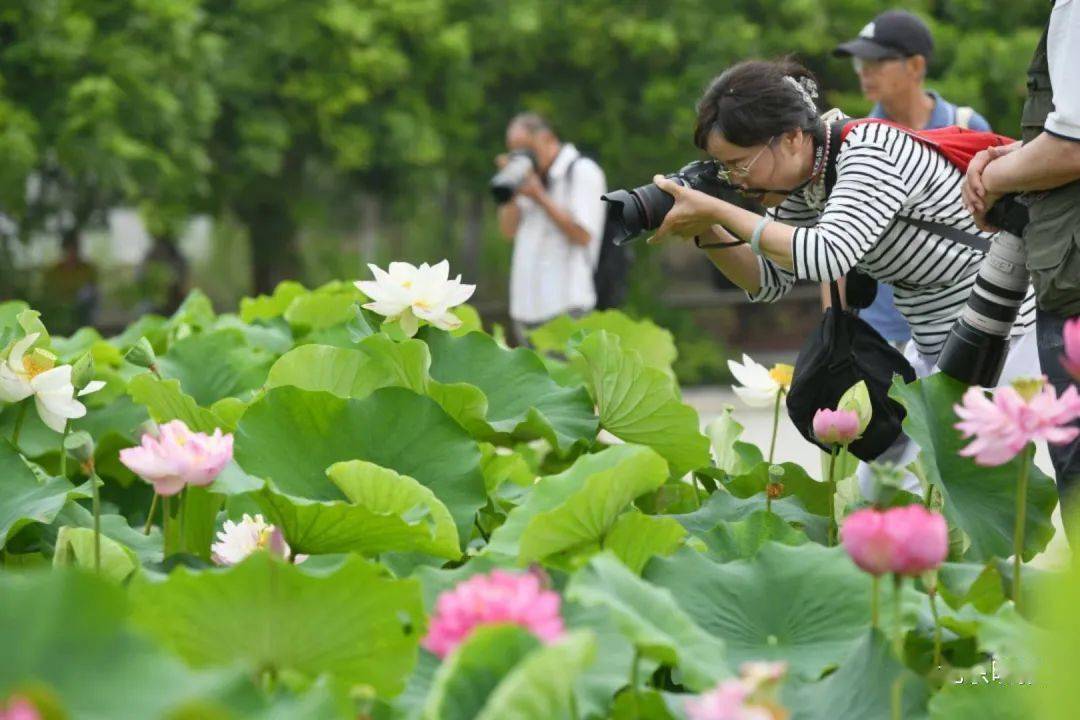 圆明园荷花节今起开幕