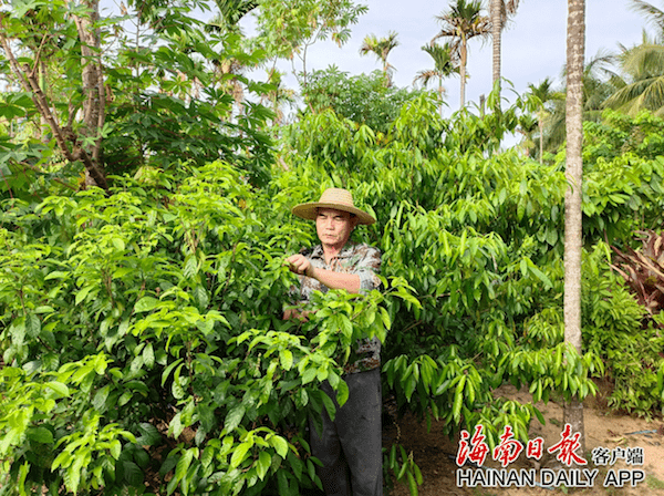 如今天气渐热,鹧鸪茶的销路也渐渐火热,房前屋后这片鹧鸪茶树