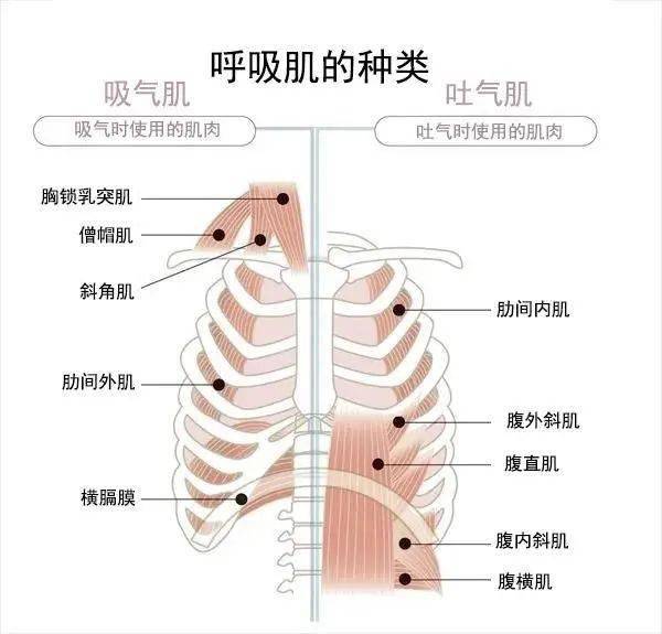 在呼吸运动时必须使用的肌肉,统称为"呼吸肌".