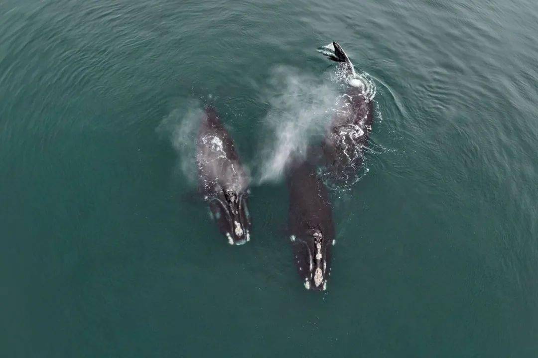 一个"拥抱",尽显濒危北大西洋露脊鲸的温柔作风