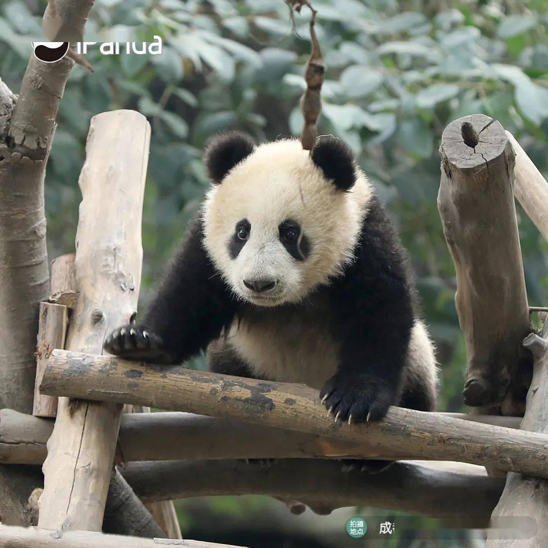 加入"小小讲解员"训练营 03 成为"环保使者",号召大家关爱大熊猫