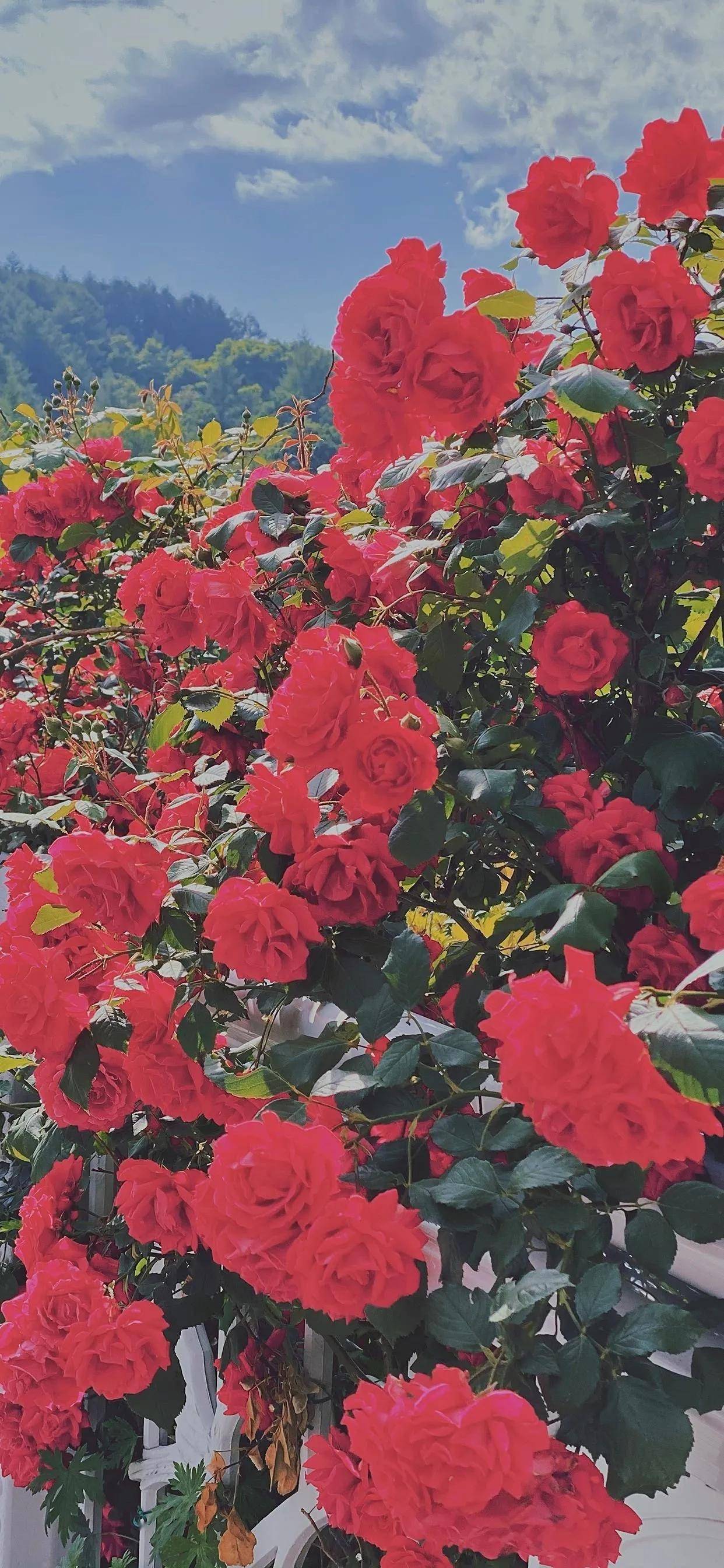 关于玫瑰花的壁纸