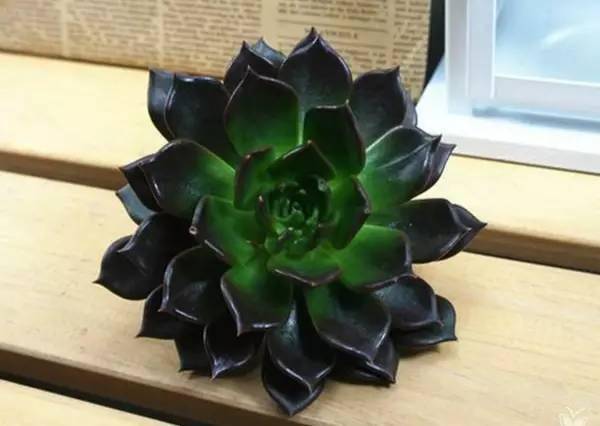 植觉| 植物界的"黑美人",不怕晒也晒不黑!