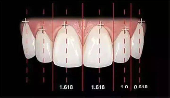 b,两上中切牙宽度约是高度的80%;两侧上中切牙完全对称;牙齿轴面与