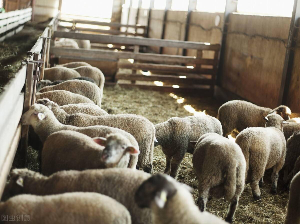 羊舍排水怎么设计养100只羊多大的羊圈最合适本文告诉你