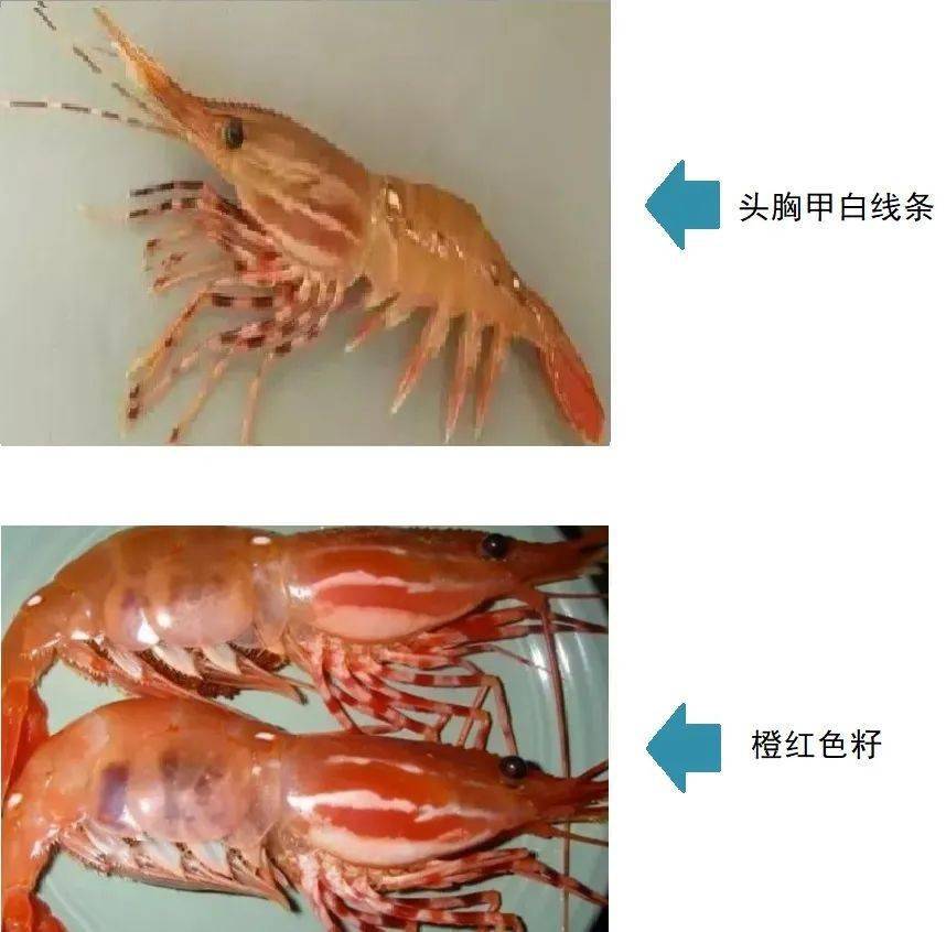 牡丹虾到底有几种?它们是如何进口回来的?