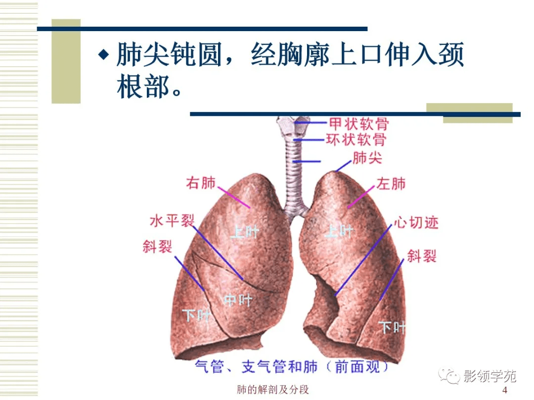 肺部解剖与分段