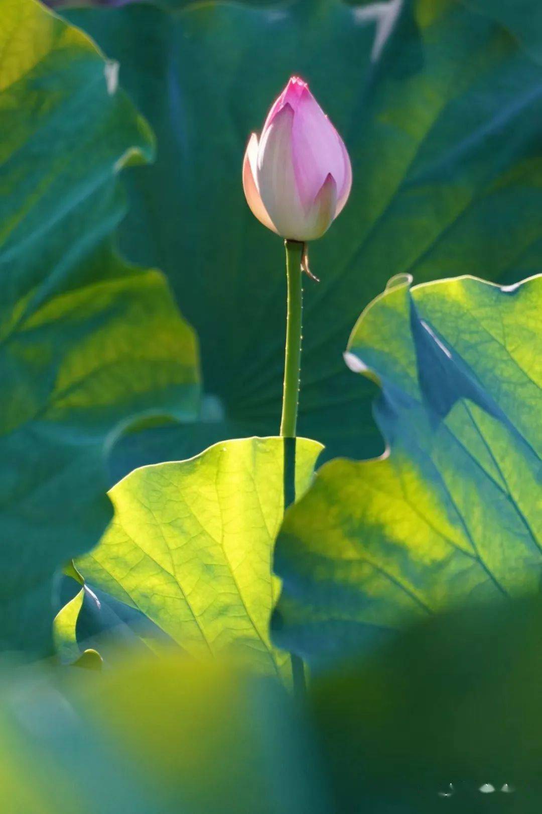 鲁迅公园里的荷花在线赏→_虹口