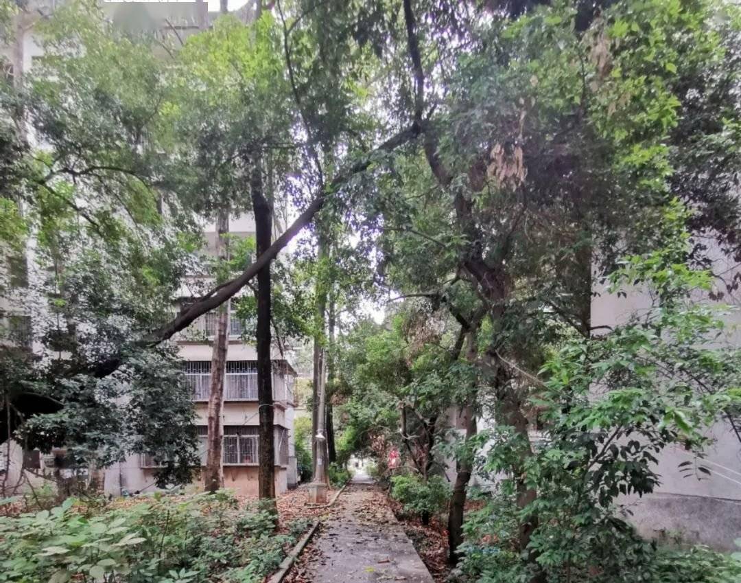 深圳南山旧改南苑新村万科重点项目旧改重启签约率95带南山实验学位