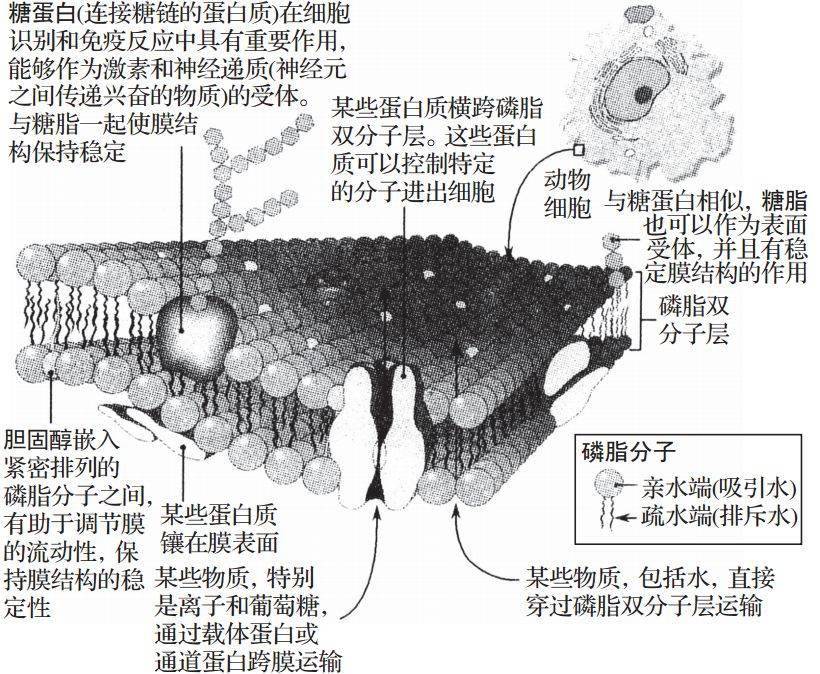 对生物膜结构的探索历程(连线) (2)表现: ①镶嵌性:膜的基本结构是由