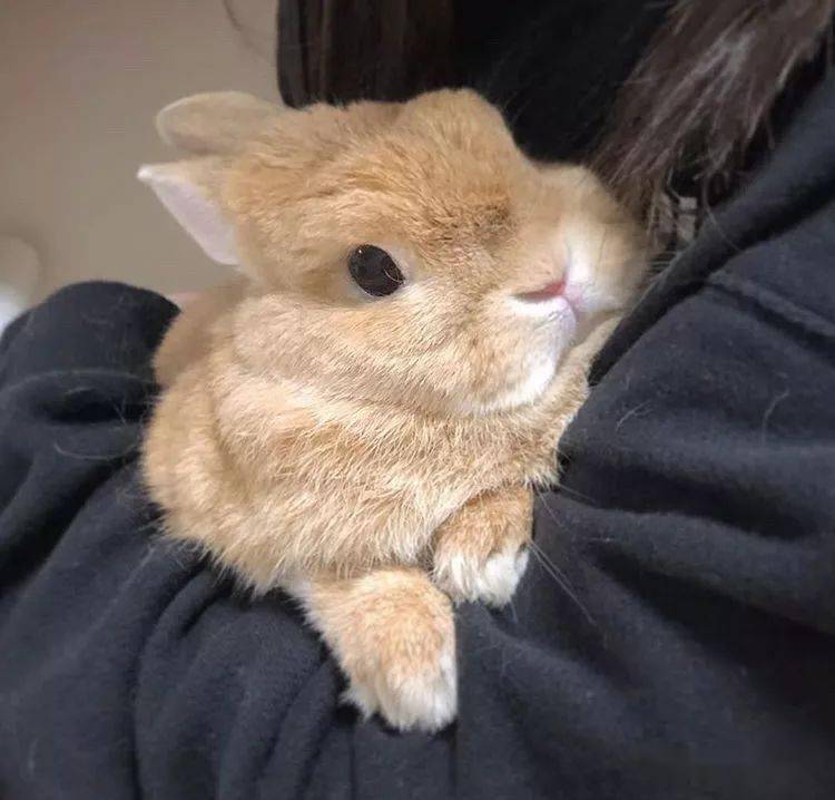 兔子为什么不喜欢被仰躺抱?