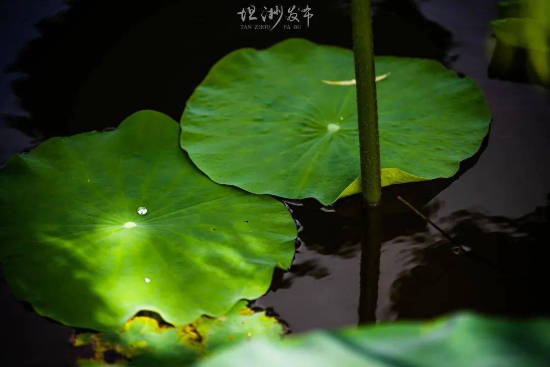 十里荷香,丰年景象