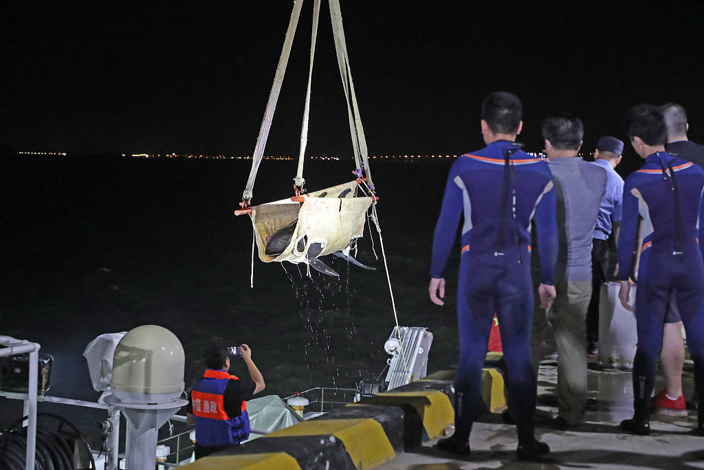 来源|浙江台州：4头搁浅瓜头鲸成功放归大海 2头放生途中死亡