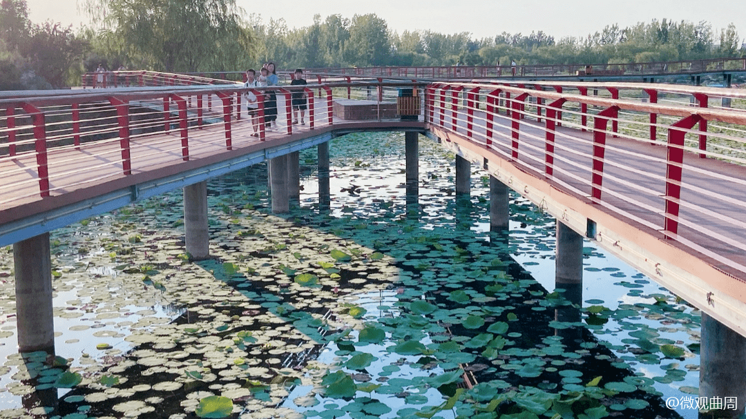 荷花,廊桥,鸟语花香…这就是夏日的莲花湖公园!_曲周