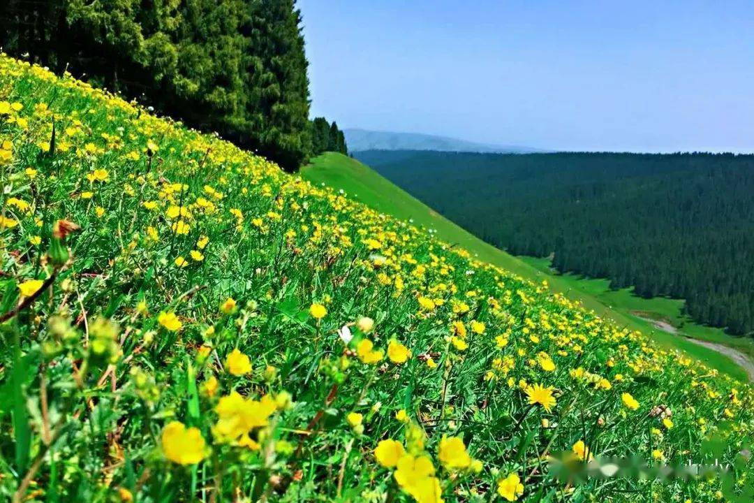 (费用aa)7月11日乌鲁木齐南山牧场解放沟徒步穿越赏山花捡蘑菇