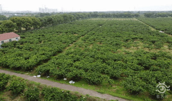 走进基地,一排排桃树绿叶繁茂,上面果实累累,挂满了粉红色,毛茸茸的