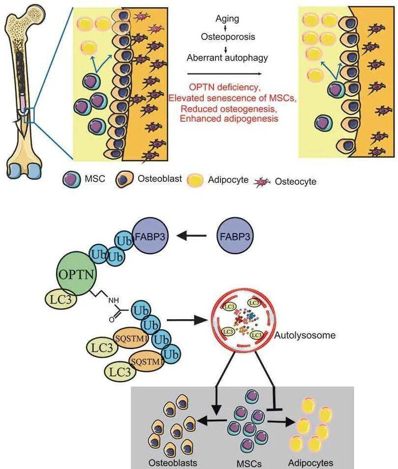 optn-fabp3 调控骨髓间充质干细胞成骨与成脂命运机制图