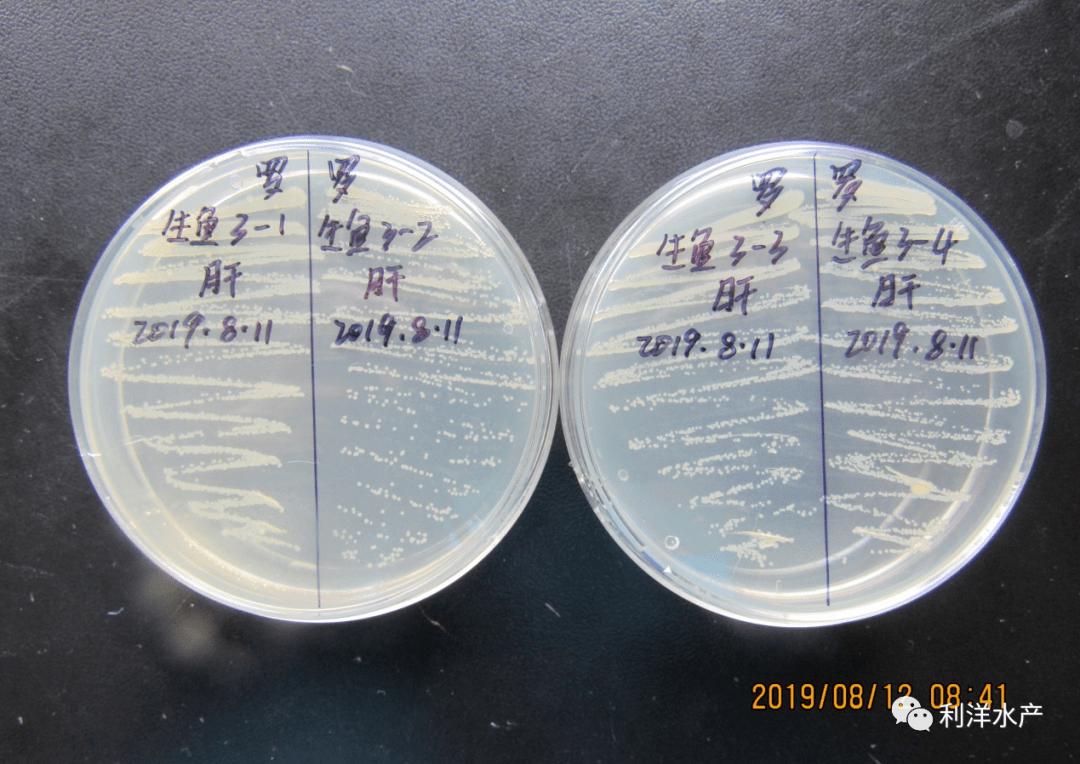 舒伯特气单胞菌在tsa培养基上的菌落特征