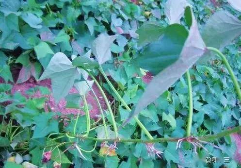 农民种植红薯不翻藤,为什么结薯少产量低?