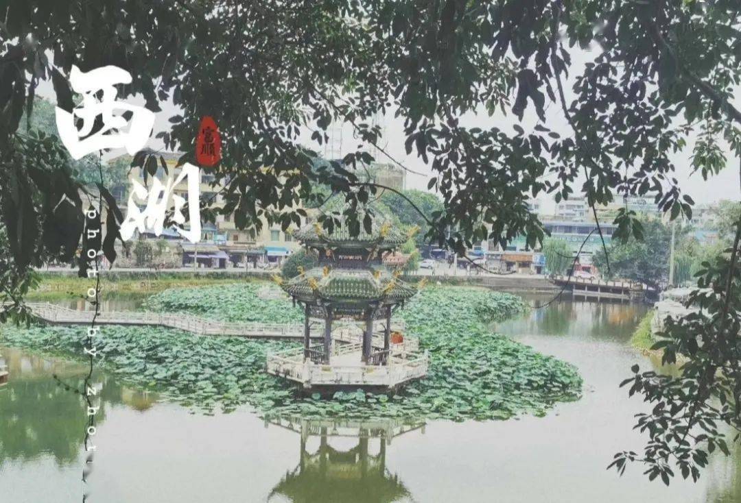 今天 我们一起走进  大美富顺 一览西湖的荷花 品味千日贡醋