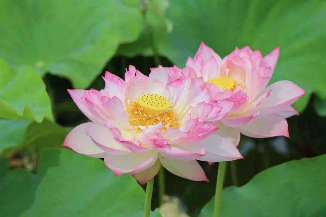 数十亩荷花竞相绽放