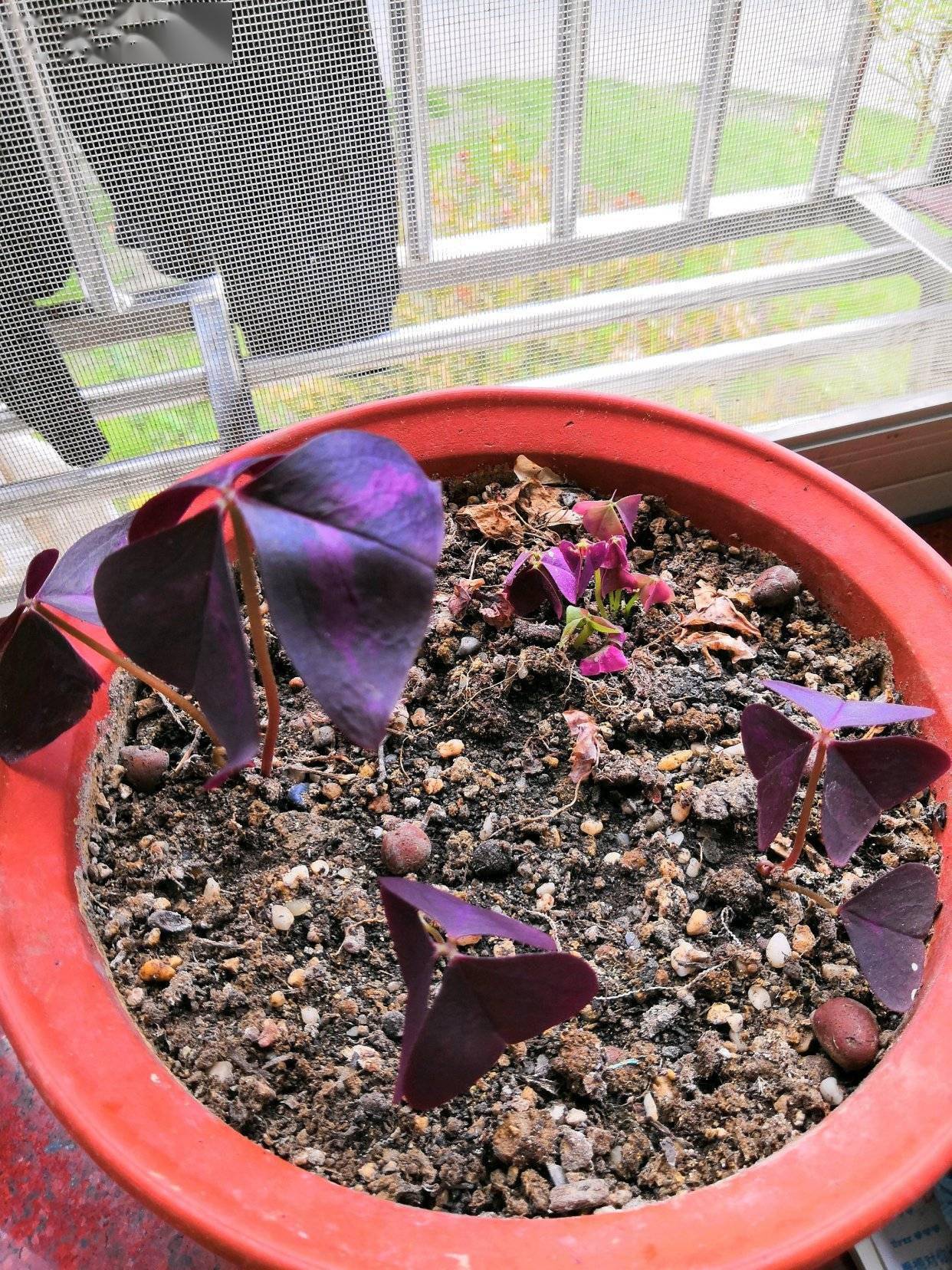 紫叶酢浆草怎么养?做好2步,叶子长爆盆,花儿一直开