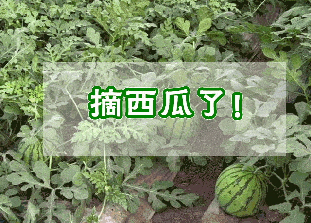 好就适合带娃儿去耍这两天天气也凉快了现在开始放暑假了就是吃西瓜啦