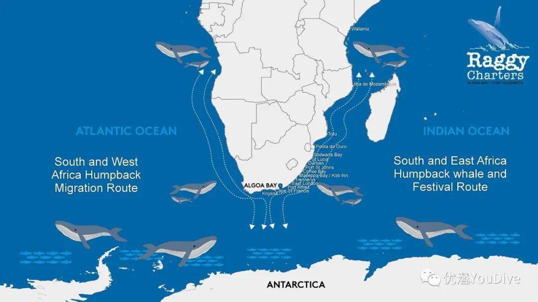 bbc《完美星球》取景地南非阿尔戈阿湾,成为最新世界鲸豚遗产地!