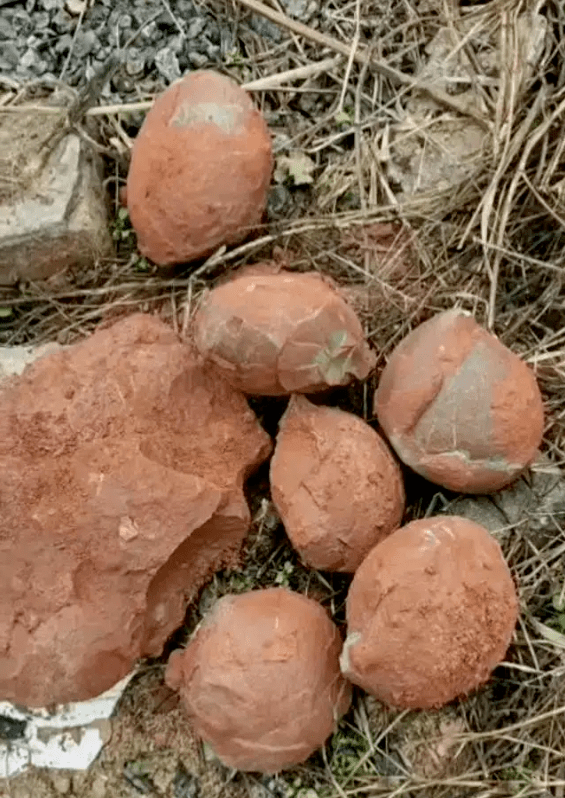 茂名发现一窝恐龙蛋化石,距今8000万年!