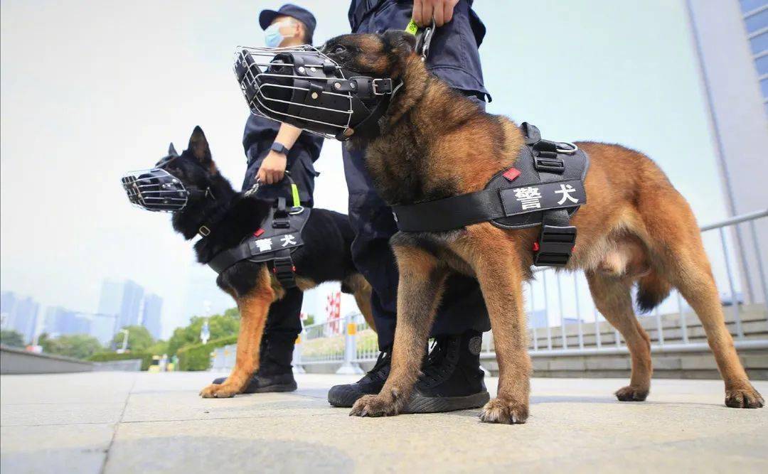 机关使用的具有一定警务用途的犬,比如追踪犬,搜捕犬,搜毒犬,消防犬