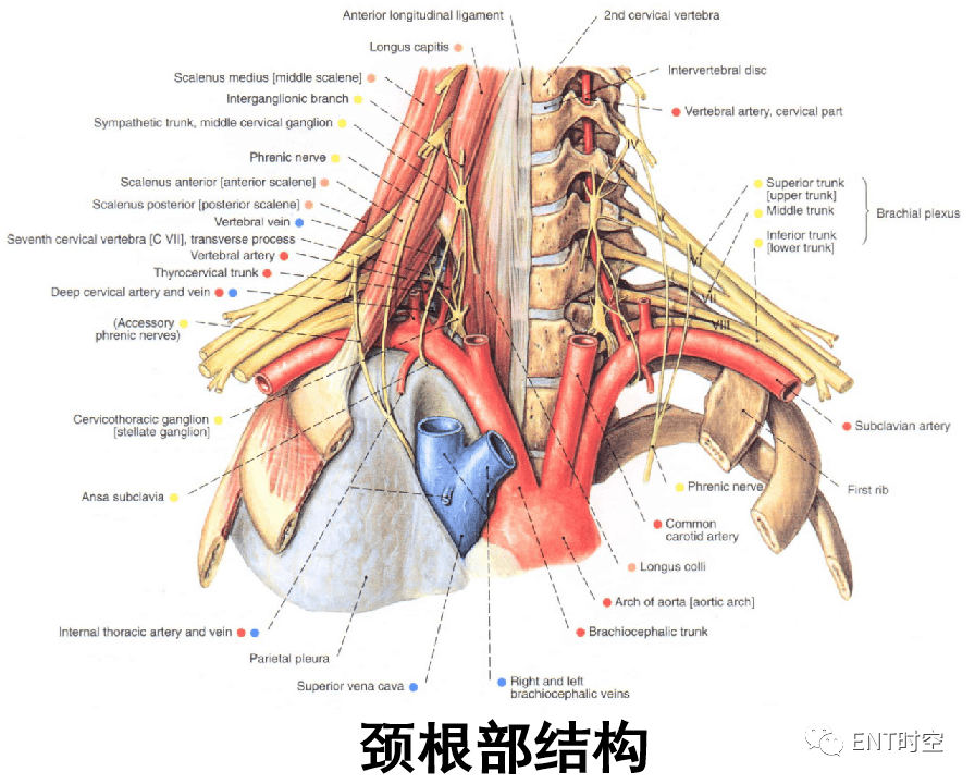 颈部和喉断层解剖