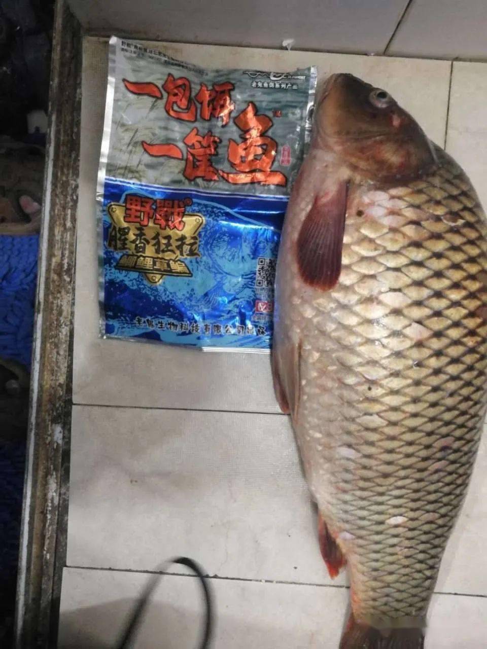 小头野生鲤鱼,遛了二十多分钟入护!