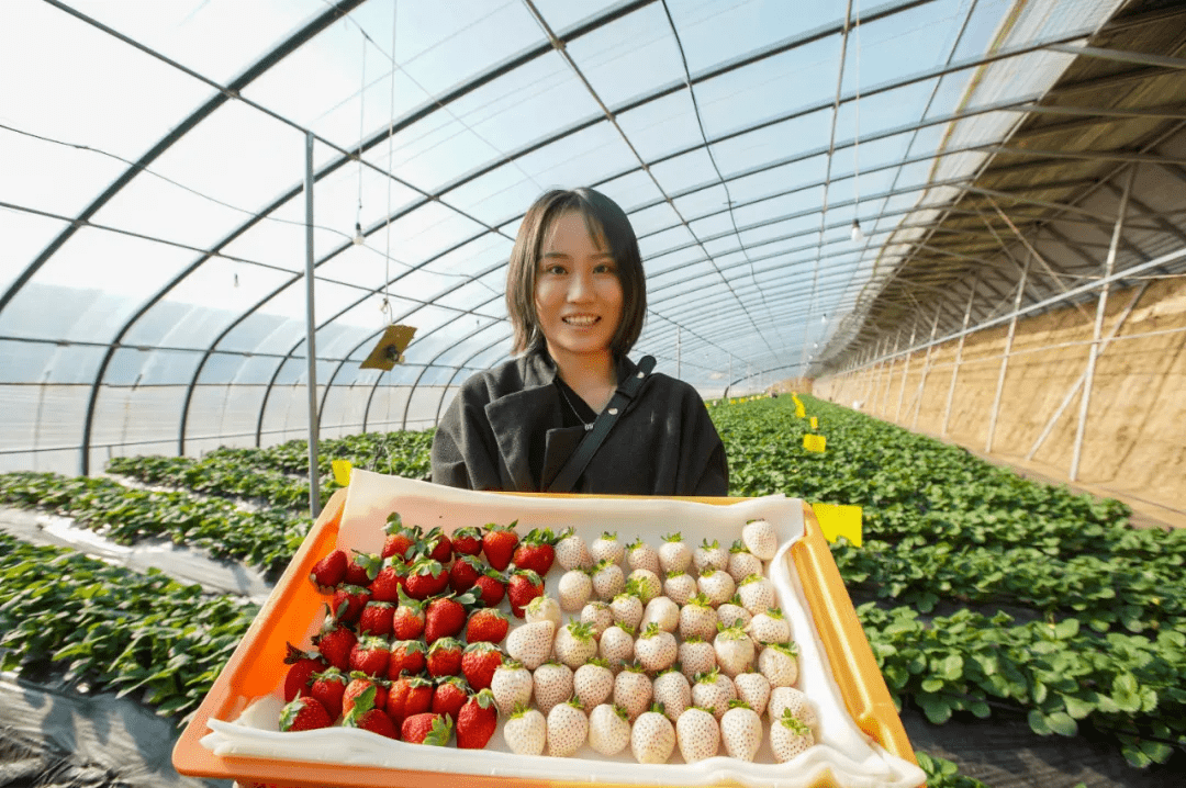 游客展示采摘的草莓.本报记者 王文欣 摄