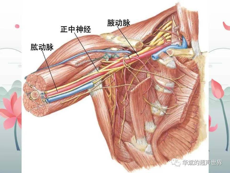 文献阅读与病例讨论臂丛神经的解剖与超声扫查