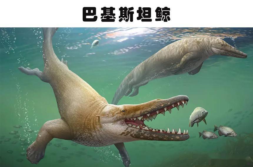 事实上,巴基斯坦鲸能够通过四足在陆地上行走,全身覆盖着毛发,大约有