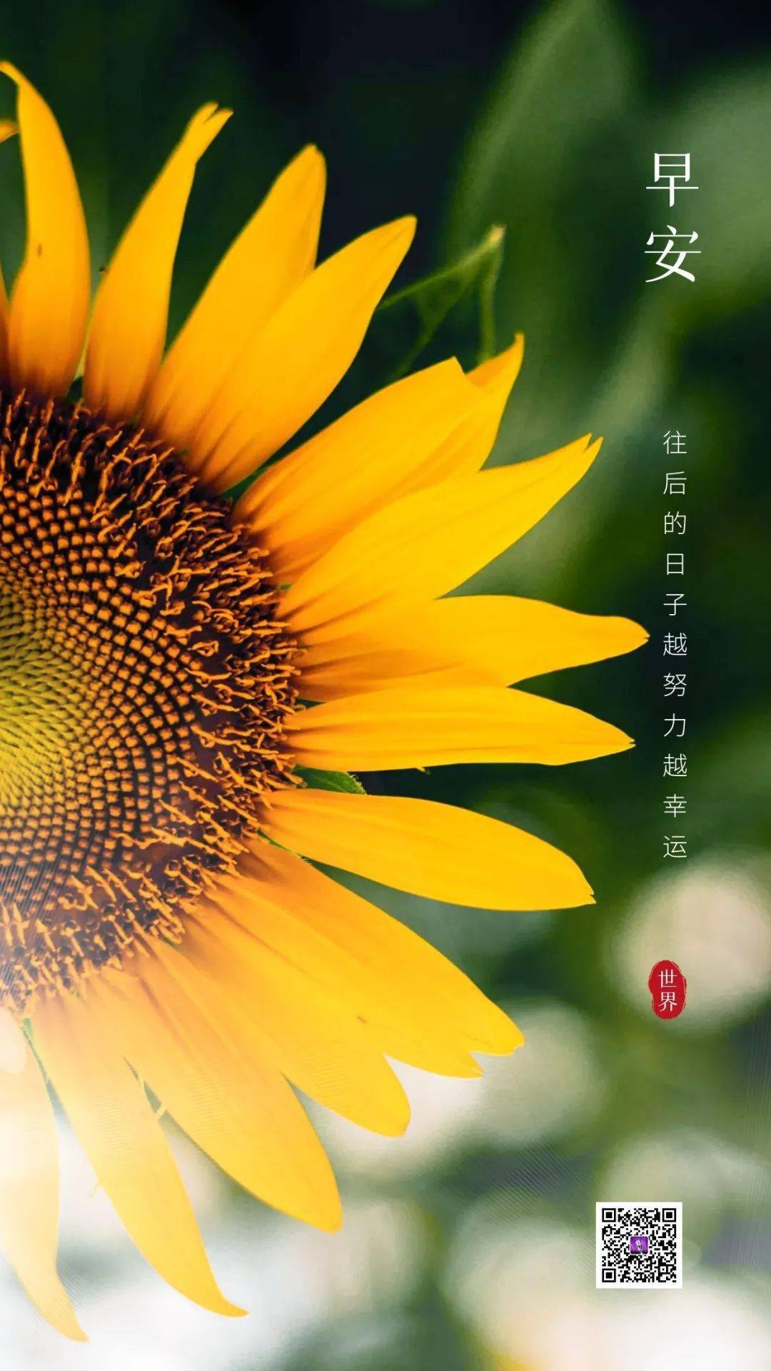 早安,晨曲!