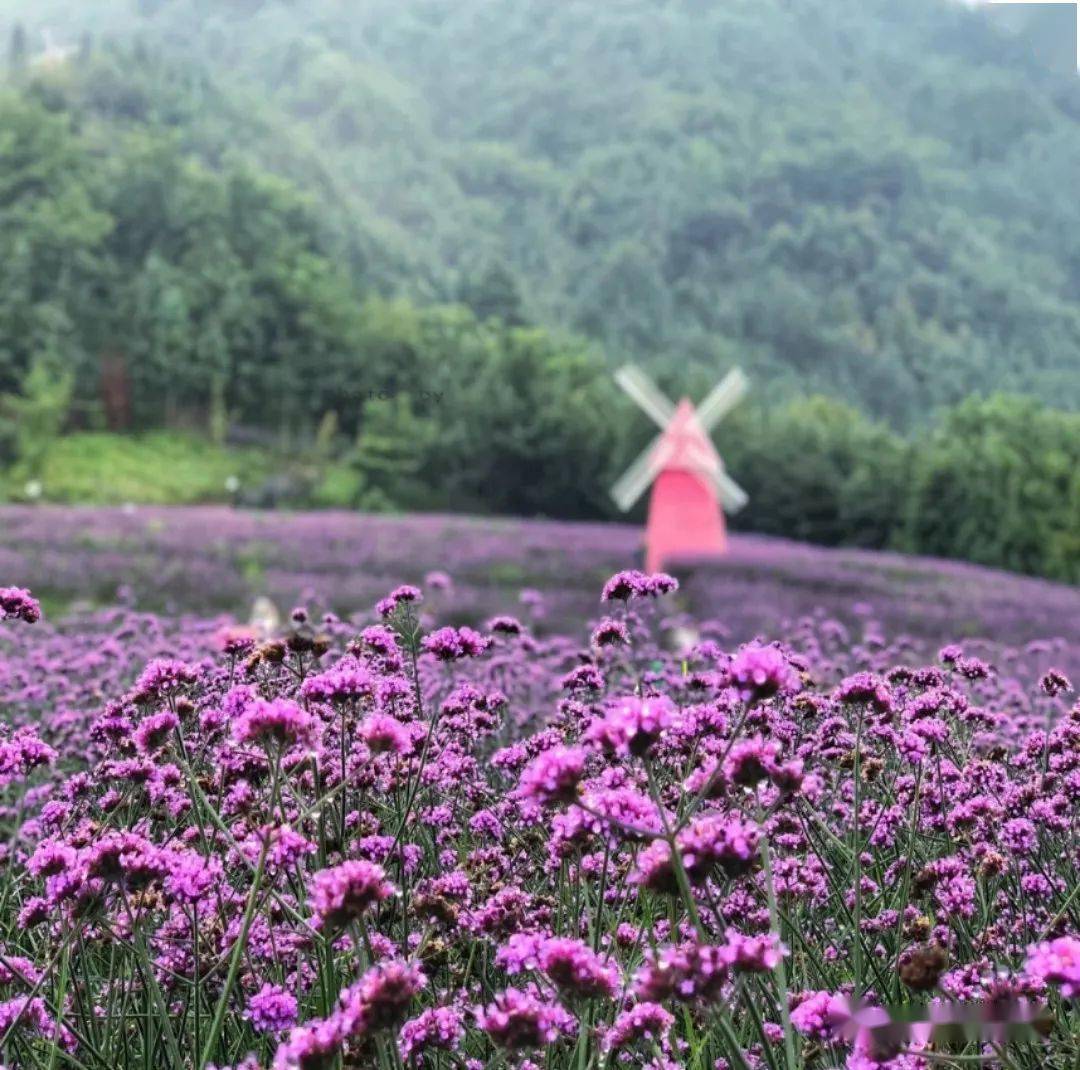 【一日游|周三】"熊猫香山 蟠龙谷"观紫色花海 戏水纳凉