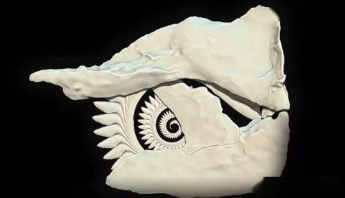 海洋科普(1503)| 旋齿鲨-困扰学术界几百年的鱼类