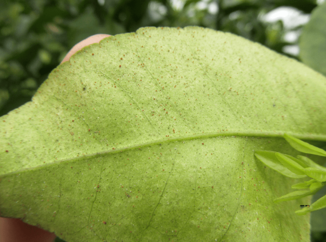 螨虫红蜘蛛属于高温活动型的害虫,高温,干旱,红蜘蛛,茶黄螨,二斑叶螨