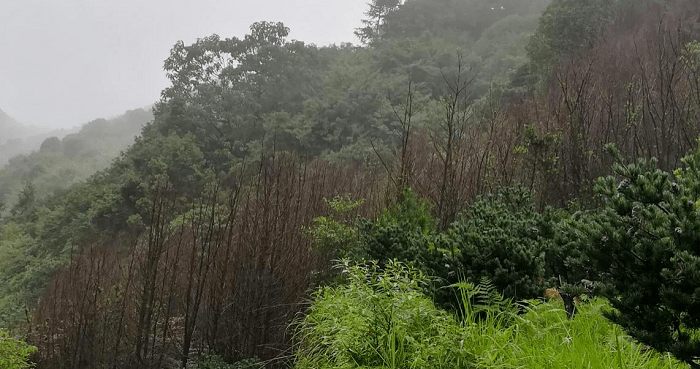 一种新的毁灭性林木害虫在温州多地暴发_厉晓腊