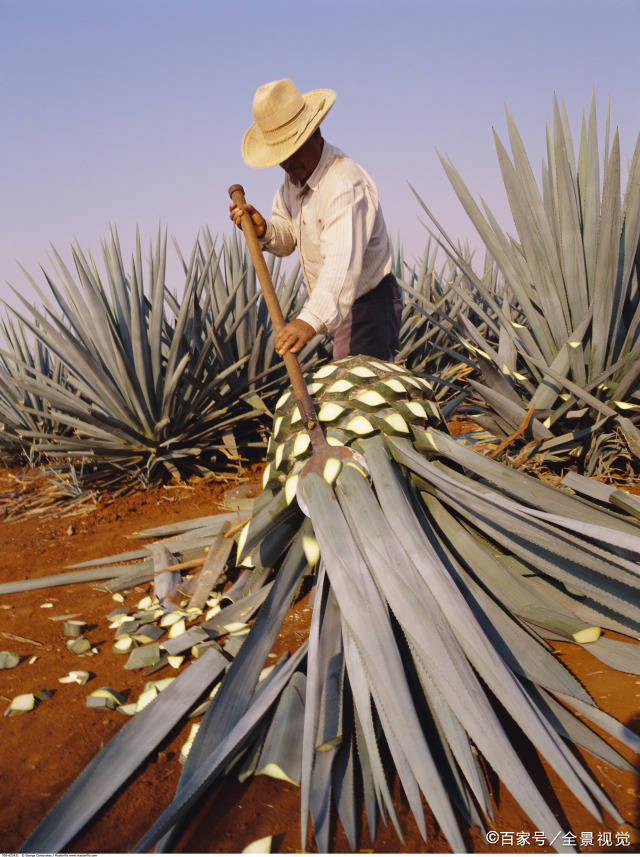 龙舌|龙舌兰果8年才成熟一次，一个能长到上百斤，酿出的味道堪称顶级