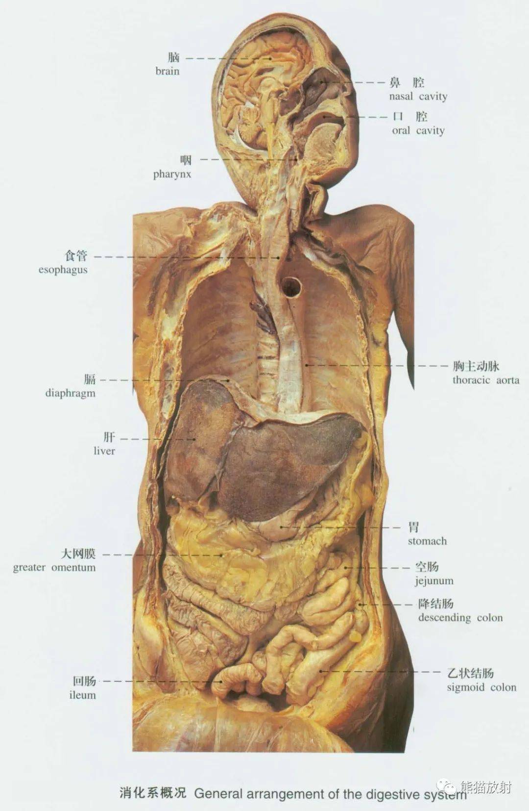 系统解剖标本图谱丨消化系统