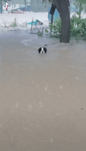 雨下太大了,铲屎官带着狗狗们撤离,两只大狗狗跟着主人游了出来.