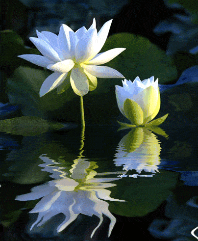 404_491gif 动态图 动图