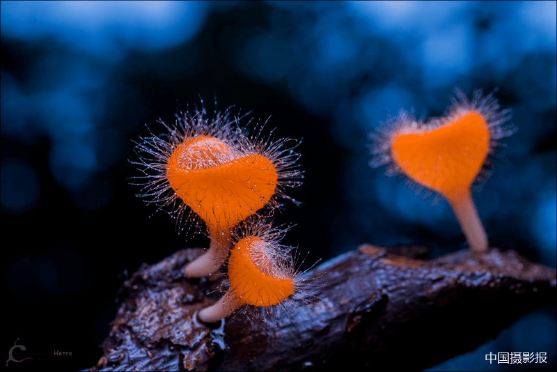 微观精彩 | 蝶影成双雨林寻菌:微距下的真菌世界