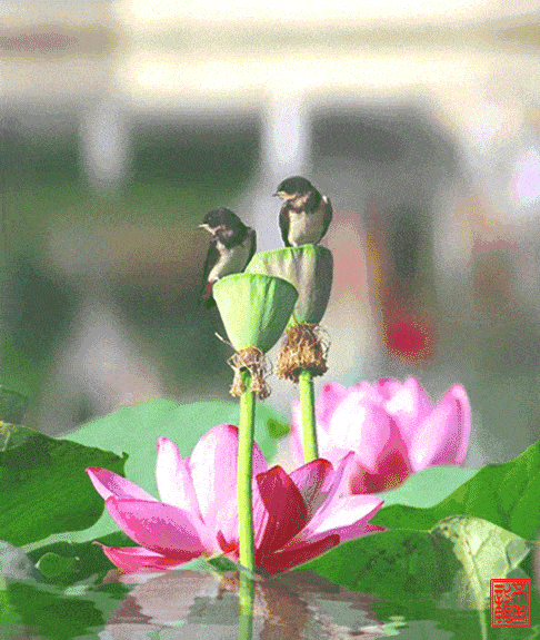 今日大暑,夏天最后一个节气!祝你清凉一夏,快乐一夏!