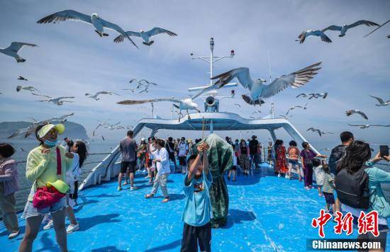 山东海驴岛:游客与黑尾鸥伴游浪漫夏日