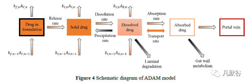 与 acat 模型不 同的是,adam 模型考虑了胃肠道的异质性,如肠壁中肠