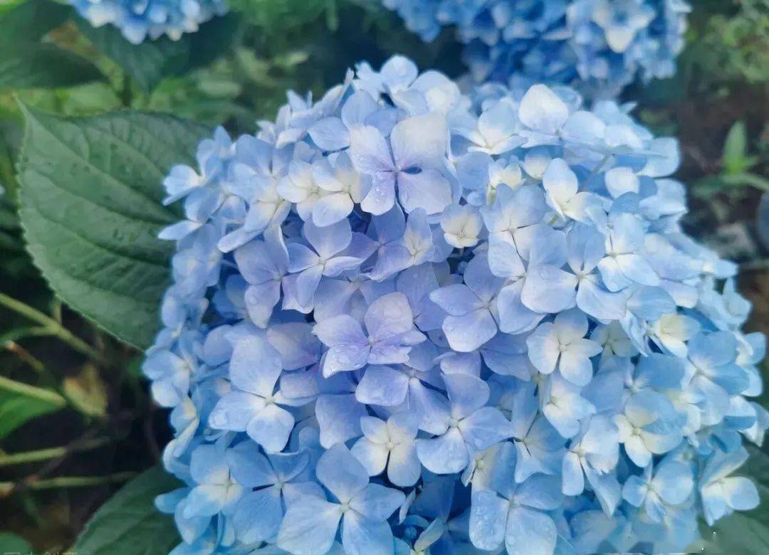 修剪这3种绣球花,记住3个词,小白也能养出满树繁花